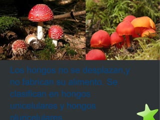 Los hongos no se desplazan,y no fabrican su alimento. Se clasifican en hongos unicelulares y hongos pluricelulares.