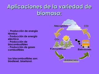 Aplicaciones de la variedad de biomasa: - Producción de energía térmica - Producción de energía eléctrica - Producción de biocombustibles - Producción de gases combustibles Los biocombustibles son: biodiesel, bioetanol. 