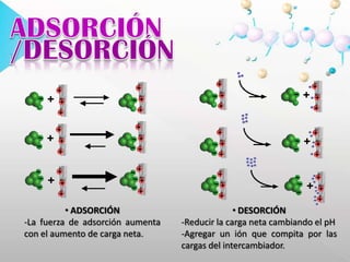 ADSORCIÓN/DESORCIÓN ADSORCIÓN-La fuerza de adsorción aumenta con el aumento de carga neta. DESORCIÓN
