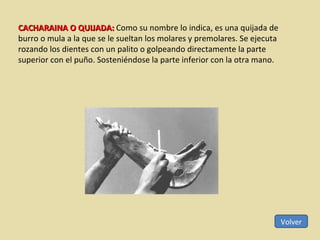 Volver CACHARAINA O QUIJADA:  Como su nombre lo indica, es una quijada de burro o mula a la que se le sueltan los molares y premolares. Se ejecuta rozando los dientes con un palito o golpeando directamente la parte superior con el puño. Sosteniéndose la parte inferior con la otra mano. 