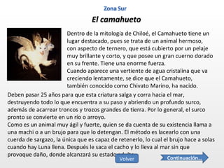 El camahueto Dentro de la mitología de Chiloé, el Camahueto tiene un lugar destacado, pues se trata de un animal hermoso, con aspecto de ternero, que está cubierto por un pelaje muy brillante y corto, y que posee un gran cuerno dorado en su frente. Tiene una enorme fuerza. Cuando aparece una vertiente de agua cristalina que va creciendo lentamente, se dice que el Camahueto, también conocido como Chivato Marino, ha nacido.  Deben pasar 25 años para que esta criatura salga y corra hacia el mar, destruyendo todo lo que encuentra a su paso y abriendo un profundo surco, además de acarrear troncos y trozos grandes de tierra. Por lo general, el surco pronto se convierte en un río o arroyo. Como es un animal muy ágil y fuerte, quien se da cuenta de su existencia llama a una machi o a un brujo para que lo detengan. El método es lacearlo con una cuerda de sargazo, la única que es capaz de retenerlo, lo cual el brujo hace a solas cuando hay Luna llena. Después le saca el cacho y lo lleva al mar sin que provoque daño, donde alcanzará su estado adulto.  Continuación… Volver 