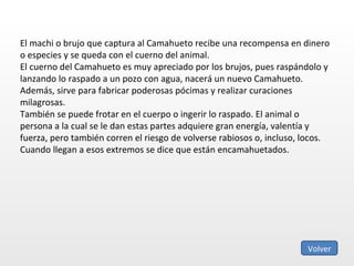 El machi o brujo que captura al Camahueto recibe una recompensa en dinero o especies y se queda con el cuerno del animal. El cuerno del Camahueto es muy apreciado por los brujos, pues raspándolo y lanzando lo raspado a un pozo con agua, nacerá un nuevo Camahueto. Además, sirve para fabricar poderosas pócimas y realizar curaciones milagrosas. También se puede frotar en el cuerpo o ingerir lo raspado. El animal o persona a la cual se le dan estas partes adquiere gran energía, valentía y fuerza, pero también corren el riesgo de volverse rabiosos o, incluso, locos. Cuando llegan a esos extremos se dice que están encamahuetados. Volver 