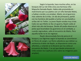 Según la leyenda, hace muchos años, en los bosques del sur de Chile vivía una hermosa niña Mapuche llamada Rayén. Había sido prometida en matrimonio por sus padres con un niño llamado Maitú, y habían crecido y se amaban. Maitú, era el guerrero más valiente de la tribu. Un día de primavera, partió con los hombres del pueblo a luchar en una batalla a orillas del río Toltén. La joven Rayén estaba muy triste. Cada vez que Maitú se iba a la guerra, Rayén subía al árbol más alto del bosque. Desde allí podía observar el polvo que levantaban los guerreros en el combate, y cuando regresaban, salía al encuentro de Maitú. Pero aquella tarde no le vio regresar. Rayén desconsolada llora de pena en el bosque y sus lágrimas según la leyenda se convirtieron en flores de sangre. Las flores sabedoras que debían su existencia al dolor de Rayén, se dispusieron como una alfombra, y volando se la llevaron por los cielos al encuentro de Maitú. Y es así que desde entonces en Chile existen los Copihues (Clic sobre las imágenes para ampliar). VOLVER INDICE 