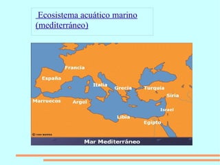 Ecosistema acuático marino
(mediterráneo)
 