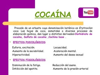 COCAÍNA   P rocede de un arbusto cuya denominación botánica es  Erytroxilon coca . Las hojas de coca, sometidas a diversos procesos de elaboración química, dan lugar a distintos derivados: Clorhidrato de cocaína ,  Sulfato de cocaína  , Cochina base  . EFECTOS PSICOLÓGICOS   Euforia, excitación.   Locuacidad. Aumento de la sociabilidad.   Aceleración mental. Hiperactividad.   Aumento del deseo sexual EFECTOS FISIOLÓGICOS   Disminución de la fatiga.   Reducción del sueno. Inhibición del apetito.   Aumento de la presión arterial   