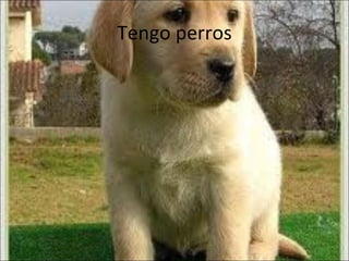 Tengo perros