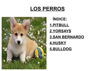 LOS PERROS ,[object Object]