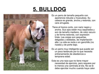 1. PITBULL Los perros pitbull son perros notables, de tamaño mediano, estructura sólida, pelo corto y una musculatura bien definida. 