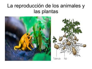 La reproducción de los animales y las plantas 