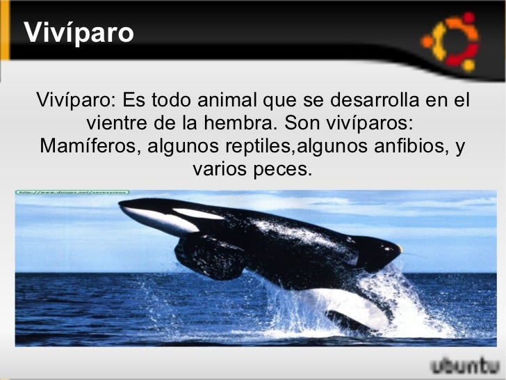 La reproduccion de los animales La reproduccion de los animales