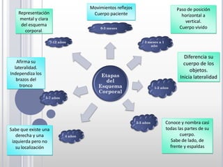 Movimientos reflejos                          Paso de posición
    Representación                      Cuerpo paciente                                horizontal a
     mental y clara                                                                      vertical.
     del esquema
                                           0-3 meses                                  Cuerpo vivido
       corporal.

                      7-12 años                                   3 meses a 1
                                                                     año


                                                                                         Diferencia su
   Afirma su                                                                             cuerpo de los
  lateralidad.
                                                                                            objetos.
Independiza los                             Etapas
   brazos del                                                                          Inicia lateralidad
                                              del
     tronco                                Esquema                       1-2 años
                                           Corporal
                  5-7 años




                                                              2-3 años          Conoce y nombra casi
Sabe que existe una                                                             todas las partes de su
   derecha y una              4 años                                                   cuerpo.
 izquierda pero no                                                                Sabe de lado, de
   su localización                                                                frente y espaldas
 