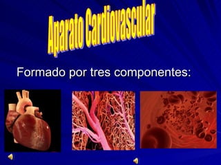 Formado por tres componentes: Aparato Cardiovascular 