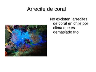 Arrecife de coral  a ,[object Object]