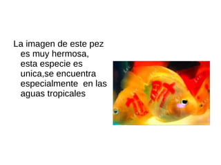 La imagen de este pez es muy hermosa, esta especie es unica,se encuentra especialmente en las aguas tropicales