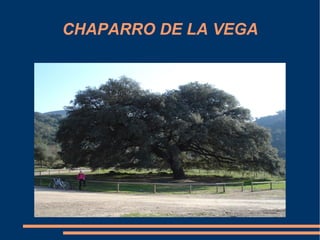 CHAPARRO DE LA VEGA
 