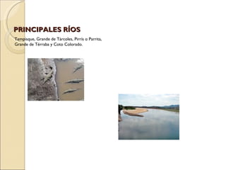 PRINCIPALES RÍOS
Tempisque, Grande de Tárcoles, Pirrís o Parrita,
Grande de Térraba y Coto Colorado.
 