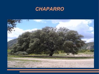 CHAPARRO