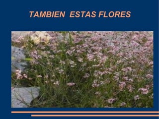 TAMBIEN ESTAS FLORES