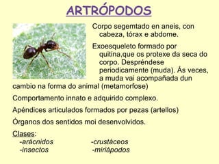 ARTRÓPODOS
                        Corpo segemtado en aneis, con
                         cabeza, tórax e abdome.
                       Exoesqueleto formado por
                         quitina,que os protexe da seca do
                         corpo. Despréndese
                         periodicamente (muda). Ás veces,
                         a muda vai acompañada dun
cambio na forma do animal (metamorfose)
Comportamento innato e adquirido complexo.
Apéndices articulados formados por pezas (artellos)
Órganos dos sentidos moi desenvolvidos.
Clases:
  -arácnidos            -crustáceos
  -insectos             -miriápodos
 