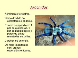 Arácnidos
Xeralmente terrestres.
Corpo dividido en
 cefalotórax e abdome.
6 pares de apéndices: 1
  par de quelíceros, 1
  par de pedipalpos e 4
  pares de patas
  rematadas en unllas.
Carecen de antenas.
Os máis importantes
 son: arañas,
 escorpións e ácaros.
 