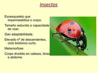 Insectos

Exoesqueleto que
  impermeabiliza o corpo.
Tamaño reducido e capacidade
  de voar.
Gan adaptabilidade.
Elevado nº de descendentes,
  ciclo biolóxico curto.
Metamorfose
Corpo dividido en cabeza, tórax
 e abdome.
 