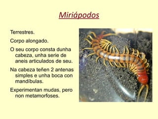 Miriápodos
Terrestres.
Corpo alongado.
O seu corpo consta dunha
  cabeza, unha serie de
  aneis articulados de seu.
Na cabeza teñen 2 antenas
 simples e unha boca con
 mandíbulas.
Experimentan mudas, pero
  non metamorfoses.
 