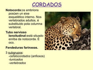 CORDADOS
Notocorda:os embrions
 posúen un eixe
 esquelético interno. Nos
 vertebrados adultos, é
 substituido pola columna
 vertebral.
Tubo nervioso
  lonxitudinal:está situado
  enriba da notocorda. É
  oco.
Fendeduras farinxeas.
3 subgrupos:
  -cefalocordados (anfioxos)
  -tunicados
  -vertebrados
 
