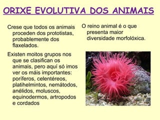 ORIXE EVOLUTIVA DOS ANIMAIS
Crese que todos os animais     O reino animal é o que
  proceden dos prototistas,      presenta maior
  probablemente dos              diversidade morfolóxica.
  flaxelados.
Existen moitos grupos nos
  que se clasifican os
  animais, pero aquí só imos
  ver os máis importantes:
  poríferos, celentéreos,
  platihelmintos, nemátodos,
  anélidos, moluscos,
  equinodermos, artropodos
  e cordados
 