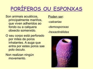 PORÍFEROS OU ESPONXAS
Son animais acuáticos,        Poden ser:
 principalmente mariños,
                              -calcarias
 que viven adheridos ao
 fondo ou a calquera          -demosponxas
 obxecto somerxido.           -hexactinélidas
O seu corpo está perforado
  por miles de poros
  inhalantes. A auga que
  entra por estes poros sae
  polo ósculo.
Non realizan ningún
 movemento.
 