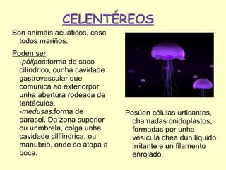 CELENTÉREOS
Son animais acuáticos, case
  todos mariños.
Poden ser:
  -pólipos:forma de saco
  cilíndrico, cunha cavidade
  gastrovascular que
  comunica ao exteriorpor
  unha abertura rodeada de
  tentáculos.
  -medusas:forma de            Posúen células urticantes,
  parasol. Da zona superior      chamadas cnidoplastos,
  ou unmbrela, colga unha        formadas por unha
  cavidade cilílindrica, ou      vesícula chea dun líquido
  manubrio, onde se atopa a      irritante e un filamento
  boca.                          enrolado.
 