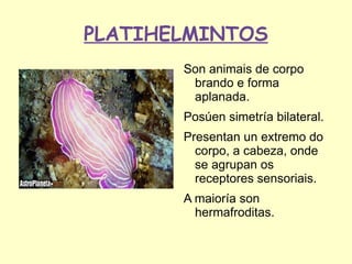 PLATIHELMINTOS
       Son animais de corpo
        brando e forma
        aplanada.
       Posúen simetría bilateral.
       Presentan un extremo do
         corpo, a cabeza, onde
         se agrupan os
         receptores sensoriais.
       A maioría son
         hermafroditas.
 