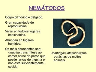 NEMÁTODOS
Corpo cilíndrico e delgado.
Gran capacidade de
  reproducción.
Viven en todolos lugares
  imaxinables.
Abundan en lugares
  húmidos.
Os máis abundantes son:
 -triquina:transmítese ao     -lombrigas intestinais:son
 comer carne de porco que        parásitas de moitos
 posúe larvas de triquina e      animais.
 non está suficientemente
 cocida.
 