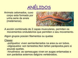 ANÉLIDOS
Animais celomados, cuxo
  corpo esta formado por
  unha serie de aneis
  (metámeros).


A acción combinada de 2 capas musculares, permiten os
  movementos ondulatorios que permiten o seu movemento.
Algún grupos posúen filamentos ou quetas
Clases:
  -políquetos: viven semienterrados na area ou en tubos.
  -oligoquetos: son terrestres.Non teñen parápodos,pero si
  poucas quetas.
  -hirudíneos: as samesugas viven en augas enlamadas e
  son parásitos externos dalgúns vertebrados.
 