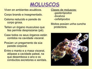 MOLUSCOS
Viven en ambientes acuáticos.        Clases de moluscos:
                                       -gasterópodos
Corpo brando e insegmentado.
                                       -bivalvos
Celoma reducido e parede do            -cefalópodos
  corpo grosa.
                                     Moitos posúen unha cuncha
Teñen un órgano musculoso que         protectora.
  lles permite desprazarse (pé).
Case todos os seus órganos están
  contidos na cavidade visceral.
Posúen un pregamento da súa
  parede corporal.
Entre o manto e a masa visceral,
  atópase a cavidade paleal, na
  que desemboca o ano e os
  conductos excretores e xenitais.
 