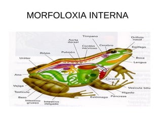 MORFOLOXIA INTERNA
 
