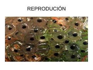 REPRODUCIÓN
 