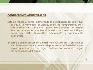 CONDICIONES AMBIENTALES

Este se refiere al clima. Comprende la distribución del calor, luz,
   el agua, la humedad, el viento, el sol, la temperatura, etc.;
   que predominan sobre una región. Los animales no pueden
   sustraer a la acción ambiental de estos factores que influyen
   sobre su piel, desarrollo, crecimiento y rendimiento
   económico.

El cerdo a pesar de ser un animal muy rústico en la practica se
   ha observado que se puede adaptar con mas facilidad a una
   región que a otra y da mejor rendimiento económico según
   las condiciones del clima.


                                                                      15
 