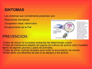 SINTOMAS Los sintomas que normalmente presentan son: Reacciones Asmaticas. Congestion nasal, estornudos Enrojecimiento de la Piel PREVENCION: Tratar de reducir la humedad ambiental del determinado cuarto  Tratar de mantenerse alejado de lugares de cultivos de acaros como muebles  llenos de algodon,plumas y pelos de animales.  Tratar de poner cortinas lavables para evitar la acumulacion de ácaros.  Evitar tener una alfombra de piso si es alergico a los ácaros  