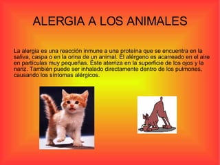 ALERGIA A LOS ANIMALES La alergia es una reacción inmune a una proteína que se encuentra en la saliva, caspa o en la orina de un animal. El alérgeno es acarreado en el aire en partículas muy pequeñas. Éste aterriza en la superficie de los ojos y la nariz. También puede ser inhalado directamente dentro de los pulmones, causando los síntomas alérgicos. 