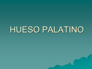 HUESO PALATINO
 