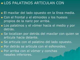  LOS   PALATINOS ARTICULAN CON

 El maxilar del lado opuesto en la línea media.
 Con el frontal y el etmoides y los huesos
  propios de la nariz por arriba.
 Los palatinos y el vómer hacia el medio y por
  detrás.
 Se localizan por detrás del maxilar con quien se
  articula hacia delante.
 Se articula con el palatino del lado opuesto.

 Por detrás se articula con el esfenoides.

 Por arriba con el vómer y conchas
  nasales inferiores.
 