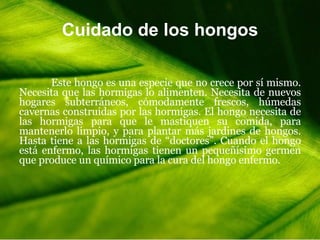 Cuidado de los hongos Este hongo es una especie que no crece por sí mismo. Necesita que las hormigas lo alimenten. Necesita de nuevos hogares subterráneos, cómodamente frescos, húmedas cavernas construidas por las hormigas. El hongo necesita de las hormigas para que le mastiquen su comida, para mantenerlo limpio, y para plantar más jardines de hongos. Hasta tiene a las hormigas de “doctores”. Cuando el hongo está enfermo, las hormigas tienen un pequeñísimo germen que produce un químico para la cura del hongo enfermo.  