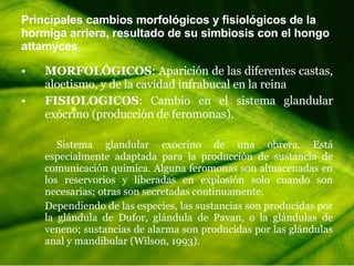 Principales cambios morfológicos y fisiológicos de la hormiga arriera, resultado de su simbiosis con el hongo attamyces MORFOLÓGICOS : Aparición de las diferentes castas, aloetismo, y de la cavidad infrabucal en la reina FISIOLOGICOS : Cambio en el sistema glandular exócrino (producción de feromonas). Sistema glandular exocrino de una obrera. Está especialmente adaptada para la producción de sustancia de comunicación química. Alguna feromonas son almacenadas en los reservorios y liberadas en explosión solo cuando son necesarias; otras son secretadas continuamente. Dependiendo de las especies, las sustancias son producidas por la glándula de Dufor, glándula de Pavan, o la glándulas de veneno; sustancias de alarma son producidas por las glándulas anal y mandibular (Wilson, 1993).  