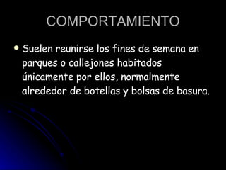COMPORTAMIENTO Suelen reunirse los fines de semana en parques o callejones habitados únicamente por ellos, normalmente alrededor de botellas y bolsas de basura.  
