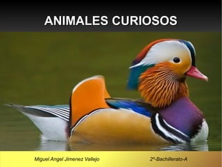 ANIMALES CURIOSOS




Miguel Angel Jimenez Vallejo   2º-Bachillerato-A
 