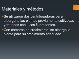 Materiales y métodos
Se utilizaron dos centrifugadoras para
 albergar a las plantas previamente cultivadas
 y tratadas con luces fluorecentes.
Con cámaras de crecimiento, se albergo la
 planta para su crecimiento adecuado
 