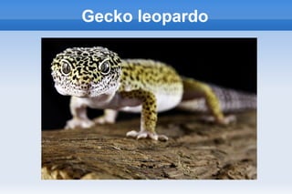 Gecko leopardo
 
