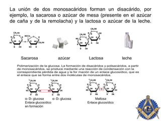 La unión de dos monosacáridos forman un disacárido, por
ejemplo, la sacarosa o azúcar de mesa (presente en el azúcar
de caña y de la remolacha) y la lactosa o azúcar de la leche.
Sacarosa azúcar Lactosa leche
Polimerización de la glucosa. La formación de disacáridos y polisacáridos, a partir
de monosacáridos, se produce mediante una reacción de condensación con la
correspondiente pérdida de agua y la for mación de un enlace glucosídico, que es
el enlace que se forma entre dos moléculas de monosacáridos.
α- D- glucosa α- D- glucosa Maltosa
Enlace glucosídico Enlace glucosídico
en formación
 