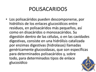 POLISACARIDOS
• Los polisacáridos pueden descomponerse, por
hidrólisis de los enlaces glucosídicos entre
residuos, en polisacáridos más pequeños, así
como en disacáridos o monosacáridos. Su
digestión dentro de las células, o en las cavidades
digestivas, consiste en una hidrólisis catalizada
por enzimas digestivas (hidrolasas) llamadas
genéricamente glucosidasas, que son específicas
para determinados polisacáridos y, sobre
todo, para determinados tipos de enlace
glucosídico
 