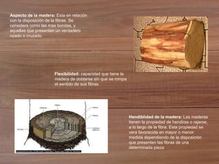 Aspecto de la madera: Esta en relación
con la disposición de la fibras. Se
considera como las mas bonitas, y
aquellas que presenten un verdadero
rizado o cruzado.
Hendiblidad de la madera: Las maderas
tienen la propiedad de hendirse o rajarse,
a lo largo de la fibra. Esta propiedad se
vera favorecida en mayor o menor
medida dependiendo de la disposición
que presenten las fibras de una
determinada pieza
Flexibilidad: capacidad que tiene la
madera de doblarse sin que se rompa
el sentido de sus fibras.
 